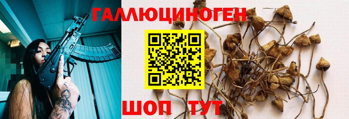 Псилоцибиновые грибы Psilocybe Стрежевой